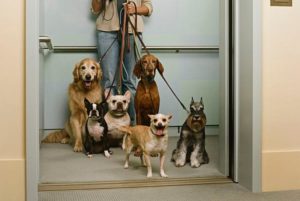 Regole da rispettare con il cane in ascensore condominiale | parti comuni